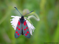 Zygaena filipendulae - Six-spot Blue