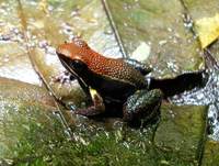 Epipedobates zaparo