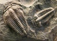 Ptychoparia striata