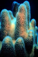 Dendrogyra cylindrus - Pillar Coral