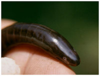 Sylvacaecilia grandisonae