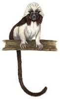 Image of: Saguinus oedipus (cotton-top tamarin)