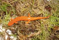 Pseudotriton ruber - Red Salamander