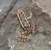 Image of: Rana palustris (pickerel frog)