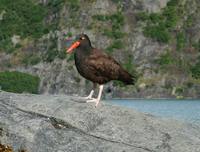 Haematopus bachmani - Black Oystercatcher