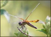 Image of: Perithemis domitia