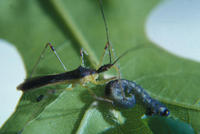 Image of: Reduviidae (assasin bugs and assassin bugs)