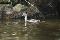 Poliocephalus poliocephalus - Hoary-headed Grebe