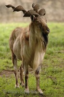 Capra falconeri - Markhor