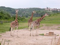 Giraffa camelopardalis rothschildi - Rothschild's Giraffe