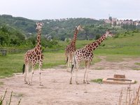 Giraffa camelopardalis rothschildi - Rothschild's Giraffe