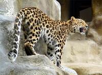 Panthera pardus orientalis - Amur leopard