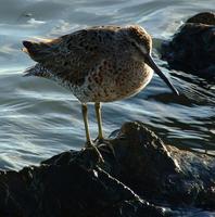 Image of: Limnodromus griseus (short-billed dowitcher)