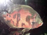 Image of: Astronotus ocellatus (oscar, tiger oscar)