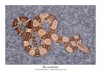 Boa constrictor - Boa Constrictor