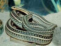 Psammophis lineolatus