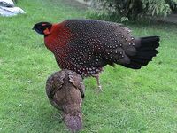 Satyr Tragopan - Tragopan satyra