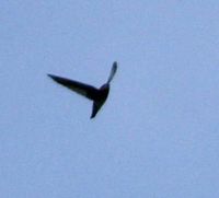 Philippine Swiftlet - Collocalia mearnsi