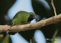 Greater Green Leafbird - Chloropsis sonnerati