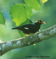 Southern Hill Myna - Gracula indica