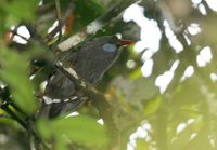 Bare-headed Laughingthrush - Garrulax calvus