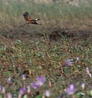 Madagascar Jacana (Actophilornis albinucha) photo