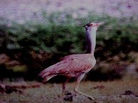 Arabian Bustard - Ardeotis arabs