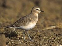 Mountain Plover (Charadrius montanus) photo