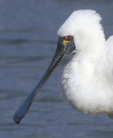 Black-faced Spoonbill (Platalea minor) photo