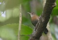 Gray-throated Leaftosser (Sclerurus albigularis) photo