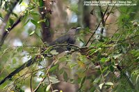 Green-billed Malkoha - Phaenicophaeus tristis