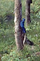 Blue Coua - Coua caerulea