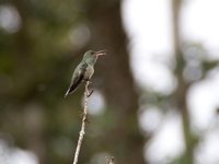 Scaly-breasted Hummingbird - Phaeochroa cuvierii