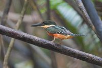 Green-and-rufous Kingfisher - Chloroceryle inda