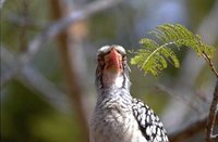 Red-billed Hornbill - Tockus erythrorhynchus