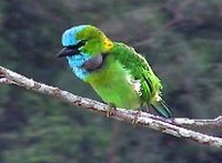 Golden-naped Barbet - Megalaima pulcherrima