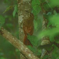 Moustached Woodcreeper - Xiphocolaptes falcirostris