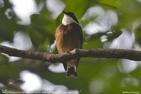 Flame-crested Manakin - Heterocercus linteatus