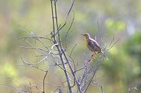 Pangani Longclaw - Macronyx aurantiigula