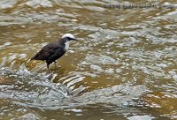 White-capped Dipper - Cinclus leucocephalus