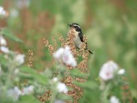 Whinchat - Saxicola rubetra