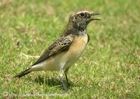 Pied Wheatear - Oenanthe pleschanka