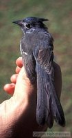 African Crested-Flycatcher - Trochocercus cyanomelas