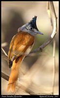 Asian Paradise-Flycatcher - Terpsiphone paradisi