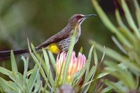 Cape Sugarbird - Promerops cafer