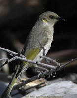 Fuscous Honeyeater - Lichenostomus fuscus