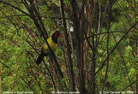 Doherty's Bushshrike - Telophorus dohertyi