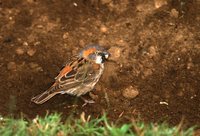 Kenya Rufous Sparrow - Passer rufocinctus