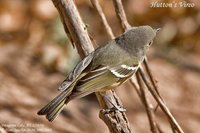 Hutton's Vireo - Vireo huttoni