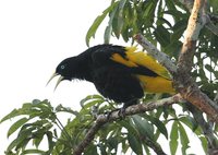 Yellow-rumped Cacique - Cacicus cela